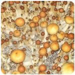 Псилоцибиновые (галлюциногенные)  грибы Psilocybin "Golden Teacher" в Пыталово