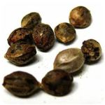 Семена марихуаны АК-47  (Seeds AK-47) в Пыталово